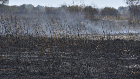 Два крупных природных пожара ликвидировали в Воронежской области