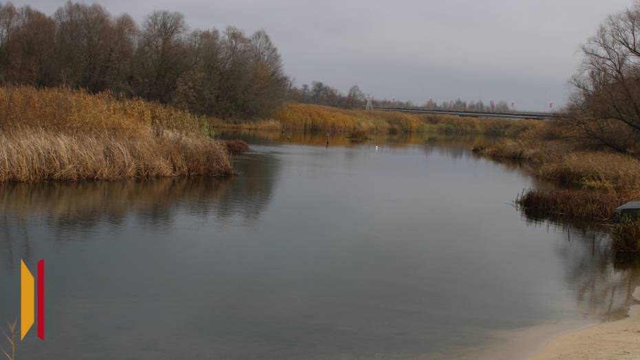 В Боброве выпустили 70 тыс мальков толстолобика в реку Битюг