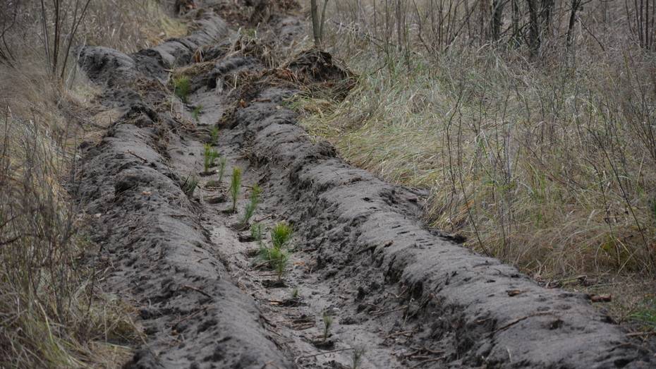 В Острогожском районе высадят более 100 тыс сеянцев сосны, березы и дуба