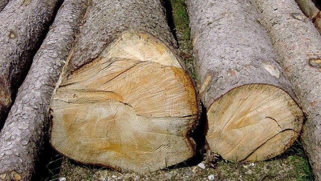С подрядчиком вырубки в Северном лесу Воронежа расторгли контракт
