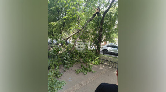 Дерево рухнуло на летнюю веранду кофейни в центре Воронежа