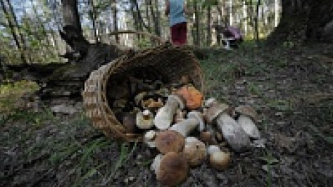 Верхнемамонец, отравившийся грибами, сбежал из больницы, чтобы успеть на похороны родственников