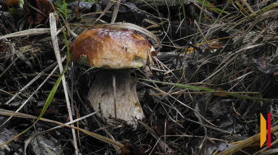 Шесть воронежцев отравились грибами в июле