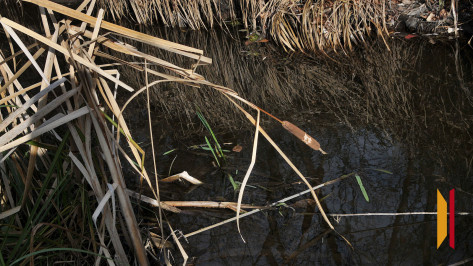 В Воронежской области утонул 63-летний мужчина