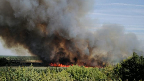 В пойме реки Битюг в Боброве выгорело 5 га травы и камыша