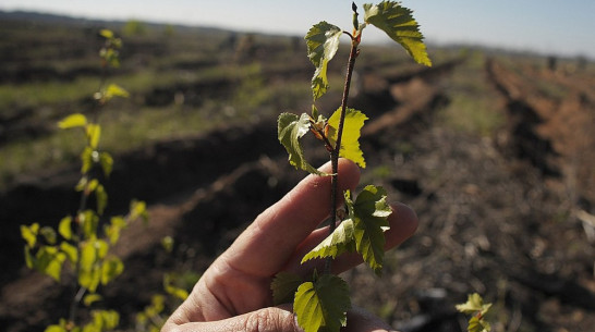 В Нижнедевицке в рамках проекта «Лес Победы» появится парк