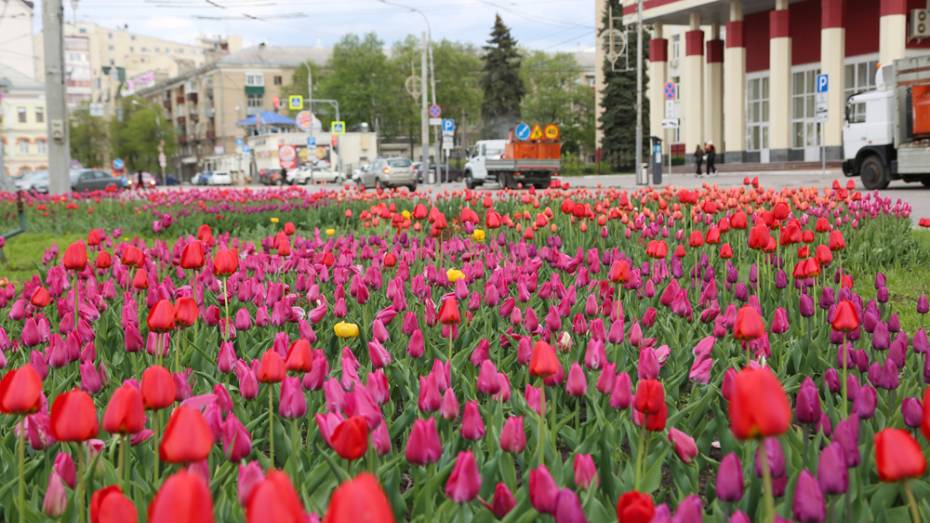 Более 600 тыс однолетних цветов посадят в Воронеже в 2021 году