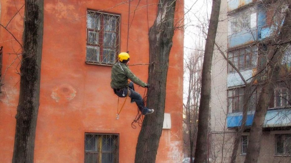 В Воронеже альпинист спас кошку с верхушки 12-метрового дерева