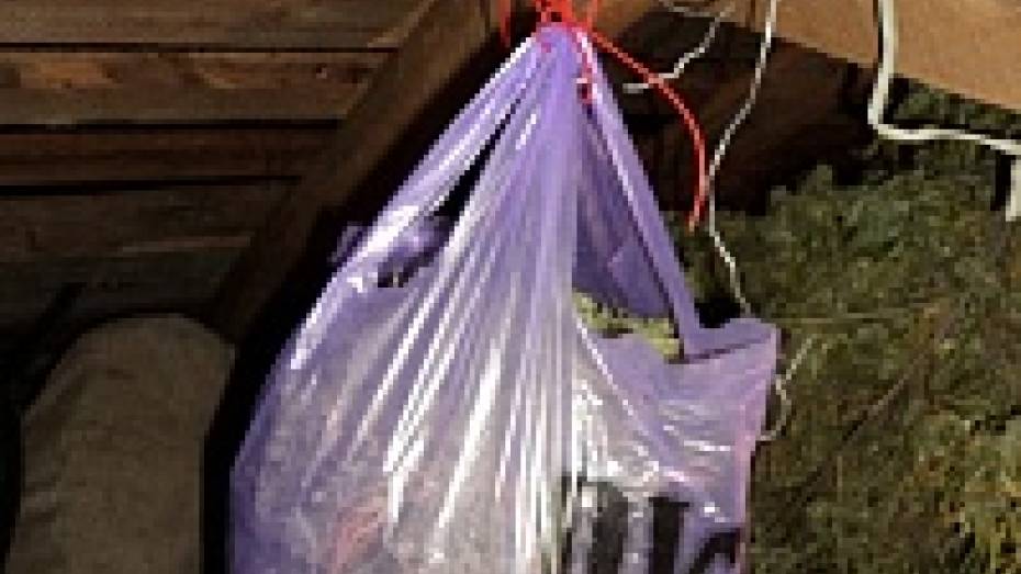 За хранение трех килограммов марихуаны воронежец получил 3,5 года колонии