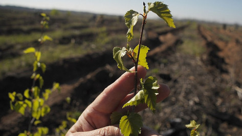 В Россошанском районе высадят около 7 тыс молодых деревьев