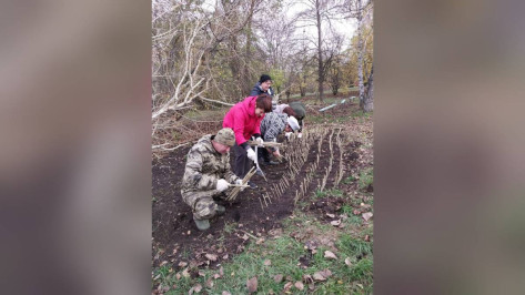 В россошанском селе Жилино высадили 1 тыс черенков тополя