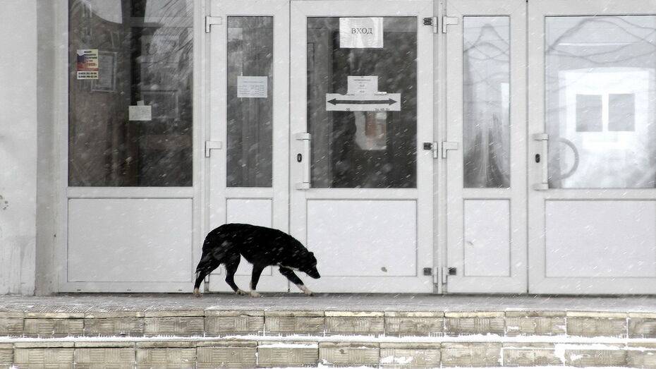 На отлов и стерилизацию бездомных собак в Подгоренском районе направят более 600 тыс рублей