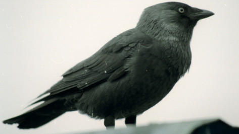 Воронежцев попросили сообщать ветеринарам о мертвых птицах