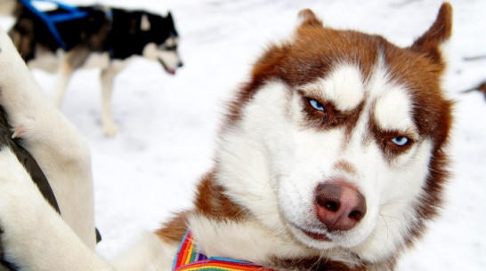 Воронежские зоозащитники попросили помощи у хозяев породистых собак