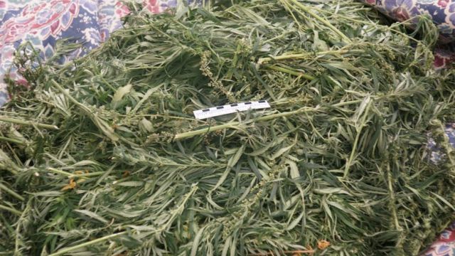 У жителя Воронежской области нашли 2 кг марихуаны