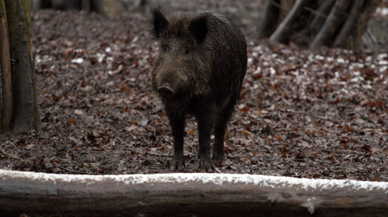 В Воронежской области двое мужчин застрелили кабана и были осуждены