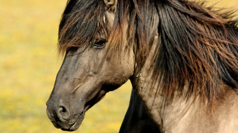 Воронежцы покатаются на служебных лошадях на «улице гарантов спокойствия» в День города