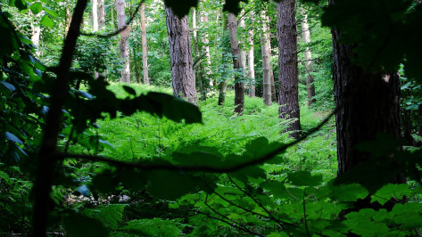 Был без обуви и имел признаки переохлаждения: волонтеры рассказали о поисках потерявшегося в лесу воронежца