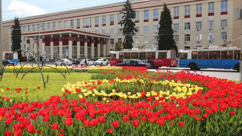 В Воронеже расцвели 86 тыс. тюльпанов