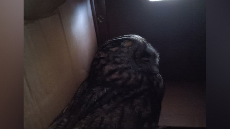 В Воронеже спасли ушастую сову, найденную на территории аэропорта