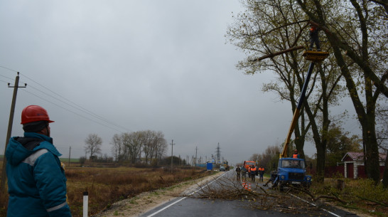 В нижнедевицком селе опилили более 20 аварийных тополей