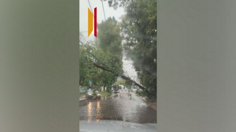 В Воронеже на улице Пеше-Стрелецкой на троллейбусные провода упало дерево