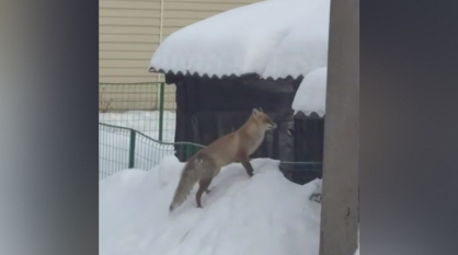 В Борисоглебске Воронежской области заметили лису: видео