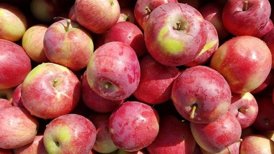 В Новоусманском районе 37-летний мужчина украл 145 кг яблок из сада сельхозпредприятия