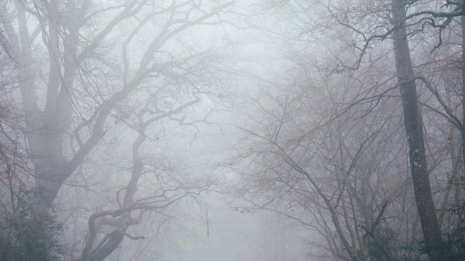 Из-за тумана в мороз в Воронежской области объявили желтый уровень погодной опасности