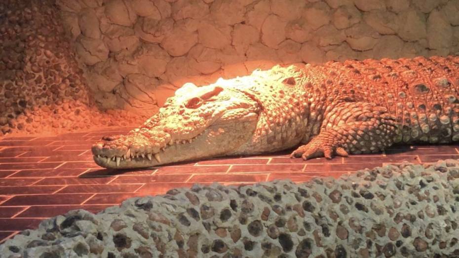 Жительница Воронежа оформила опеку над нильским крокодилом в зоопарке
