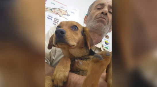 «Хотел спасти собаку»: как воронежец получил смертельное ранение во время атаки БПЛА 15 июля