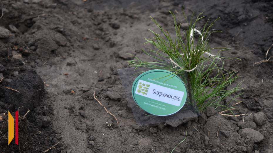 В Грибановском районе высадят желуди и сосну