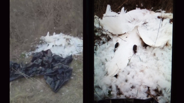 Трех лебедей убили на берегу Дона в Воронежской области