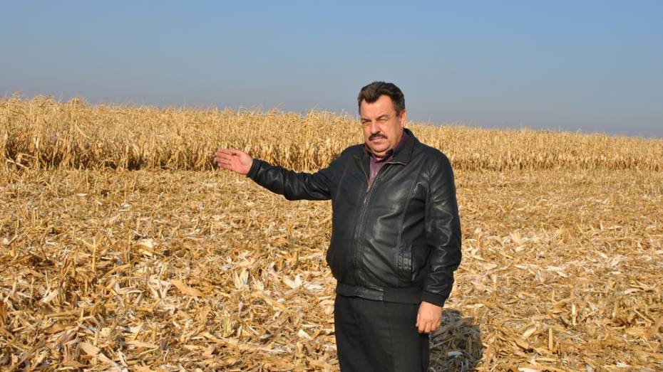 В Семилукском районе 6 хозяйств уберут урожай подсолнечника и кукурузы весной