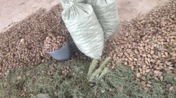 В лесничествах Воронежской области получили 152 кг семян сосны