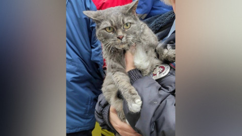 В Нововоронеже пожарные спасли кота из горящей квартиры