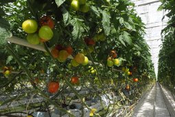 Воронежская область стала лидером по числу производителей органической продукции