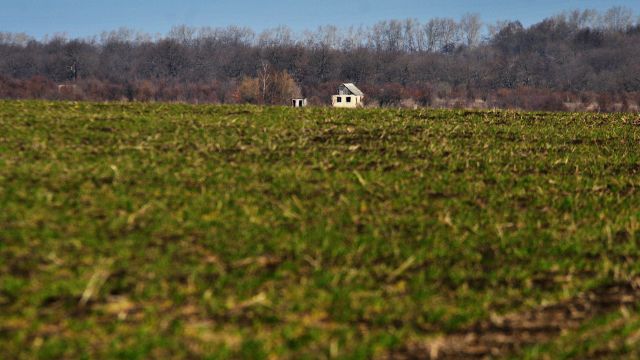 Состояние лишь 4,5% озимых в Воронежской области оценили как хорошее