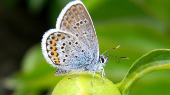 На длинных выходных в Воронеже будет сухо и тепло
