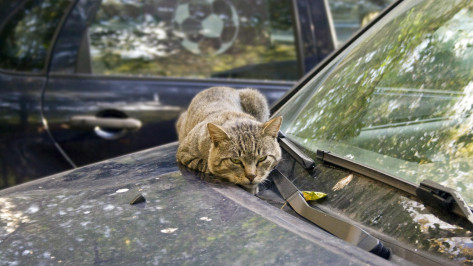 Операция «Спасти кота»: воронежских водителей попросили осматривать машины перед поездкой