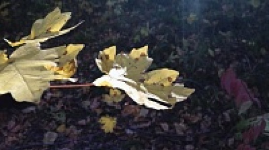 В Воронеже потеплеет только к выходным