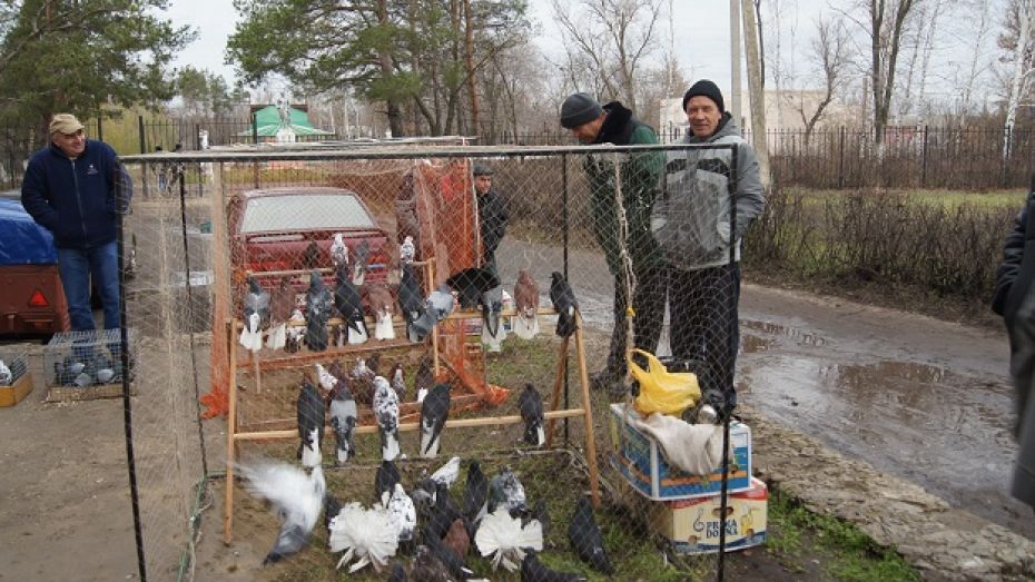 В Новохоперском районе прошла выставка голубей