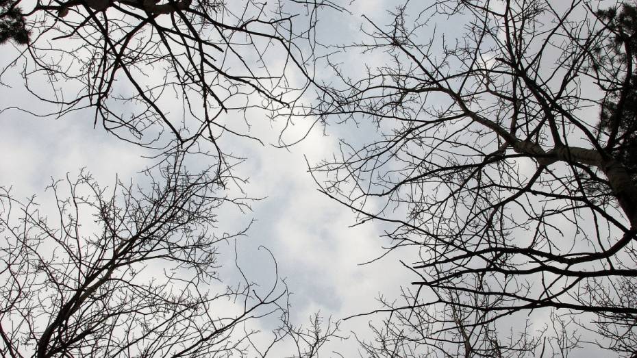 В Воронежской области стартовала акция «Чистый лес»