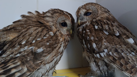 Воронежские волонтеры пришли на помощь раненым совам