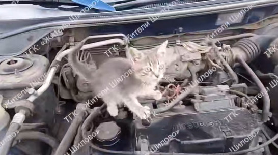 В Воронеже водитель обнаружил котенка под капотом: видео