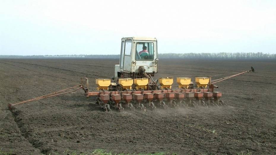 Под Воронежем сельхозкомпанию оштрафовали за небезопасное зерно