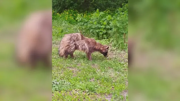 Под Воронежем волонтеры поймали енотовидную собаку, которая разгуливала по улицам Ямного