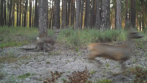 В Воронежском заповеднике на видео попала погоня стаи волков за косулями