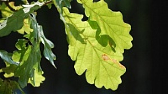 Воронежцы согреют дубовые саженцы