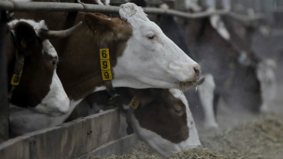 Правительство России поддержит воронежское молочное животноводство субсидией